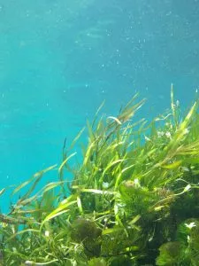 5 plantas características do Oceano Atlântico - Algas