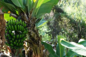 5 plantas e árvores características da floresta tropical - Plátano