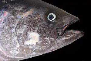 extinção do atum rabilho