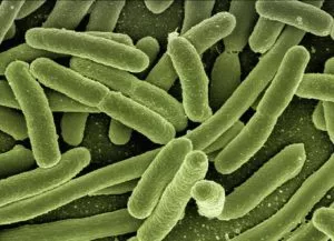 reinos bacterianos da natureza