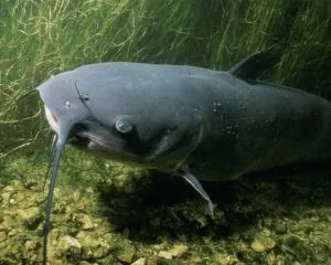 Fauna nos ecossistemas dos Grandes Lagos - Catfish