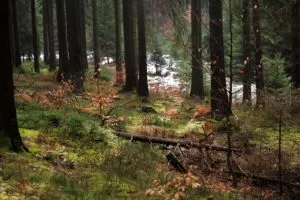 Que características tem uma floresta temperada de coníferas?