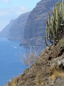 Que características tem a flora e a fauna das Ilhas Canárias?