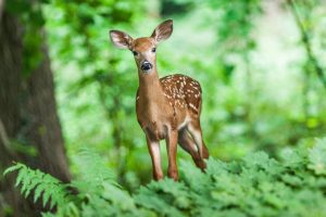 Qual fauna predomina em florestas primárias