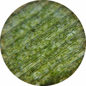 Plantae do reino do cloroplasto
