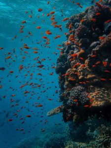 Quais são as causas e conseqüências da perda da biodiversidade marinha em todo o mundo - Conseqüências.