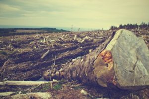 desmatamento e mudanças climáticas que relação eles têm
