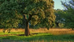 Plantas e árvores mais características da floresta mediterrânica - Encina