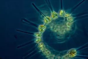 Ecossistemas marinhos ou aquáticos de fitoplâncton