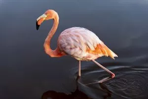 o que são flamingos