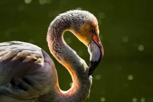 Que tipo de animal são os flamingos?