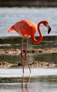 Quais são as características dos flamingos?