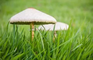 importância do reino dos fungos