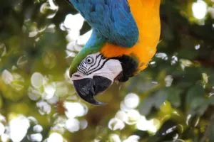 Que fauna predomina na floresta tropical?