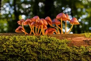 Características do reino dos fungos