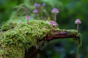 reinos da natureza fungos