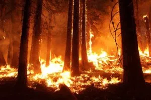 incêndios florestais e desmatamento