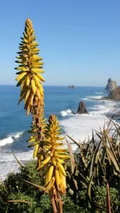 Que tipo de flora tem as Ilhas Canárias?