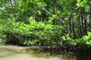 fauna e flora do mangue