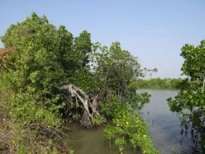 Principais características dos manguezais