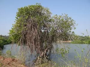 a importância dos manguezais