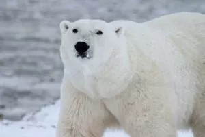 campanhas pelo meio ambiente urso polar