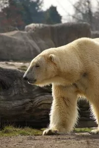 5 animais característicos do Oceano Ártico - Urso Polar