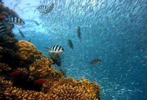 tipos de ecossistemas marinhos ou aquáticos