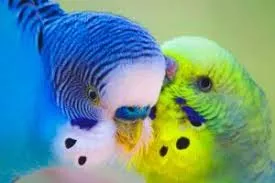 Pequenos papagaios australianos