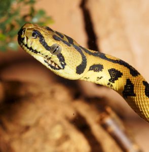 5 animais característicos da floresta tropical - Python