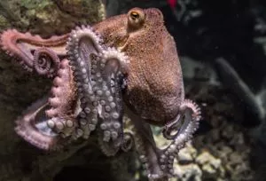 O que os tubarões-lanterna comem - Octopus