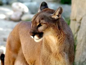 5 animais característicos da zona sul - Puma austral