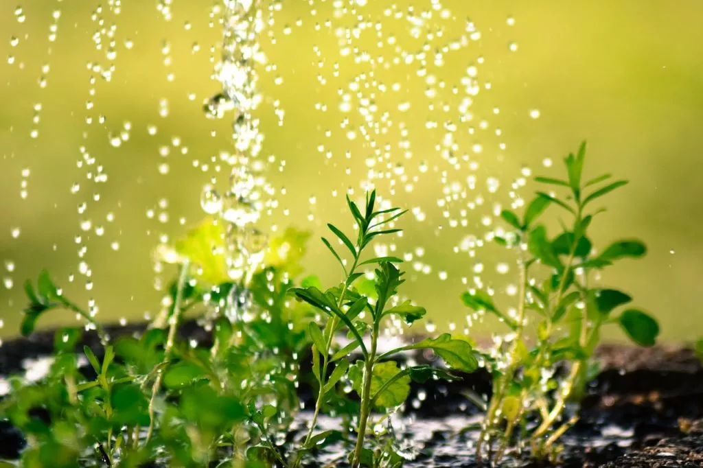 plantas aquáticas economizam água