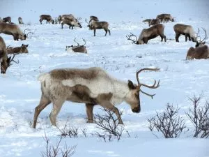 Que fauna predomina no Oceano Ártico