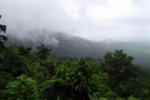 O que é a floresta tropical ou floresta pluvisilva?