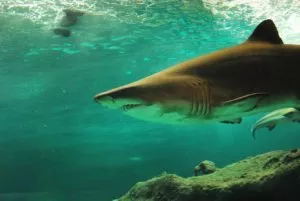 Quanto os tubarões-lanterna podem medir e pesar?