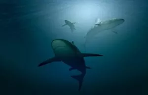 Quanto tempo os tubarões podem ficar fora da água?