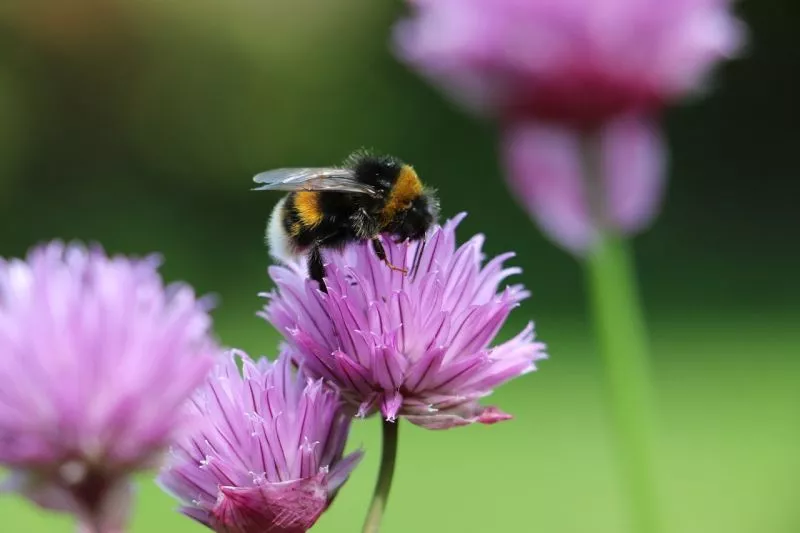 Bumblebee Características, habitat, alimentação, reprodução Inseto