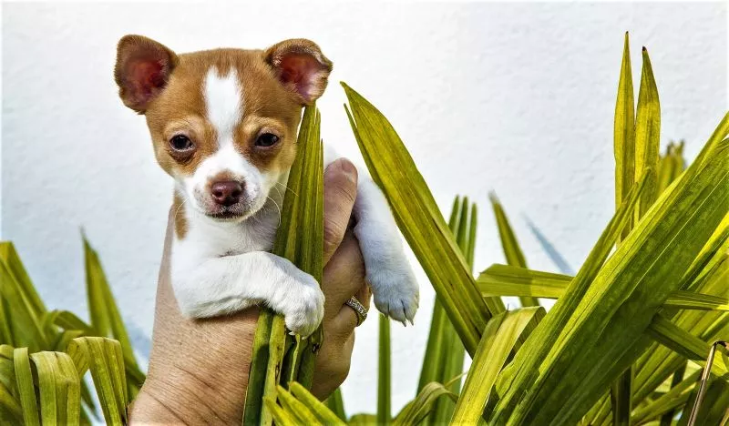 Chihuahua Características, origem, cuidado, comportamento Cão