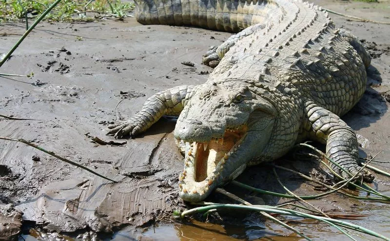 Características do crocodilo do Nilo, alimentação, reprodução Animal