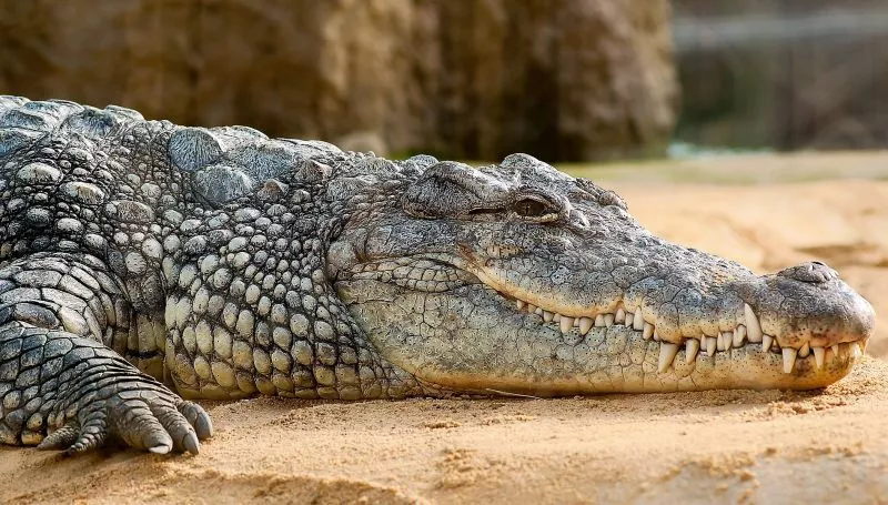 crocodilo do Nilo