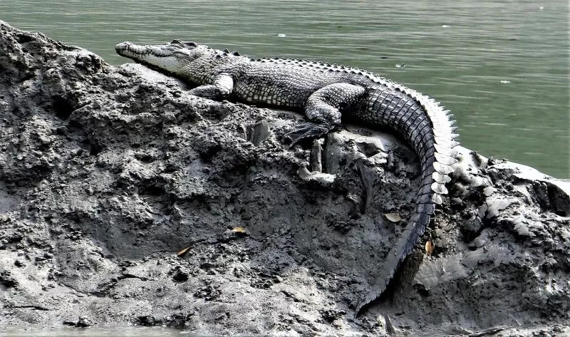 crocodilo marinho