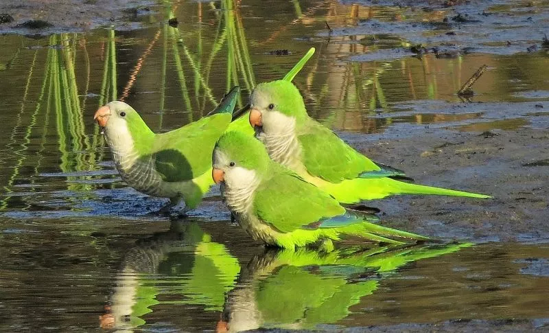 Características do papagaio, habitat, alimentação, reprodução Ave, ave