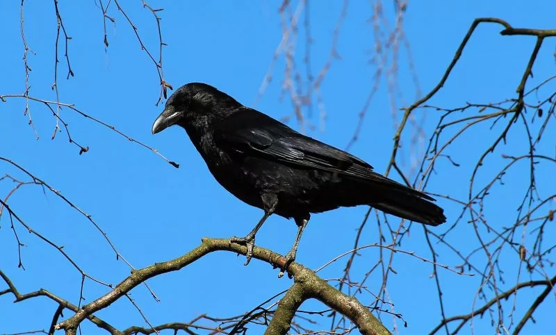 Características do corvo, alimentação, habitat, reprodução Ave