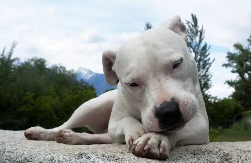 Dogo Argentino Características, origem, cuidado, comportamento Cão