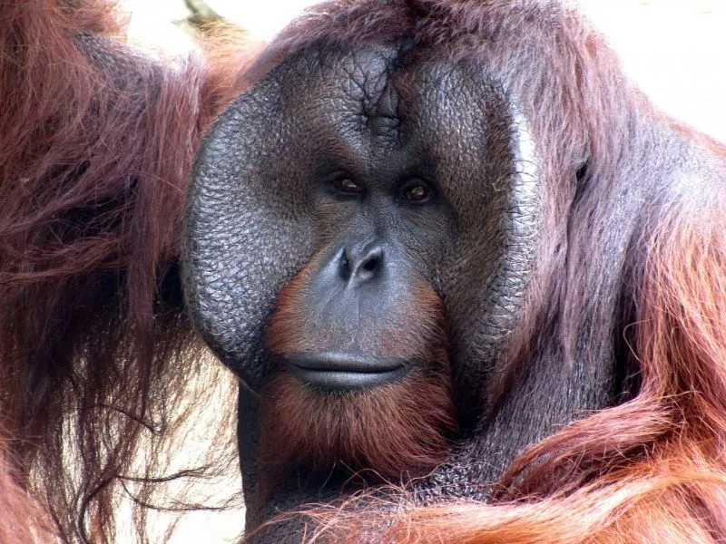 O orangotango
