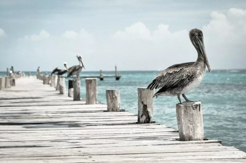 O pelicano, características, reprodução, comida peruana