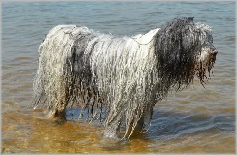 O cão de água espanhol