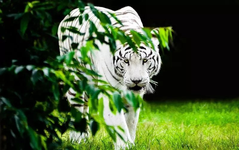 O tigre branco