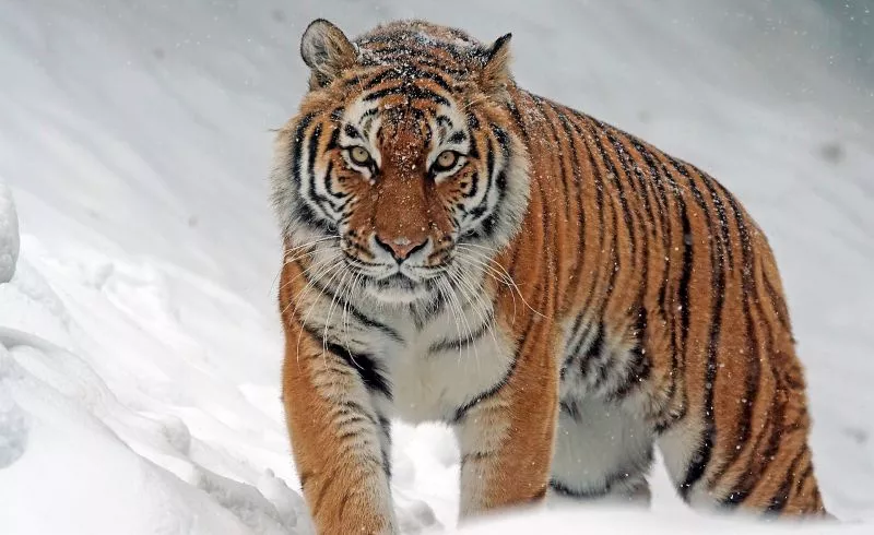 o tigre siberiano